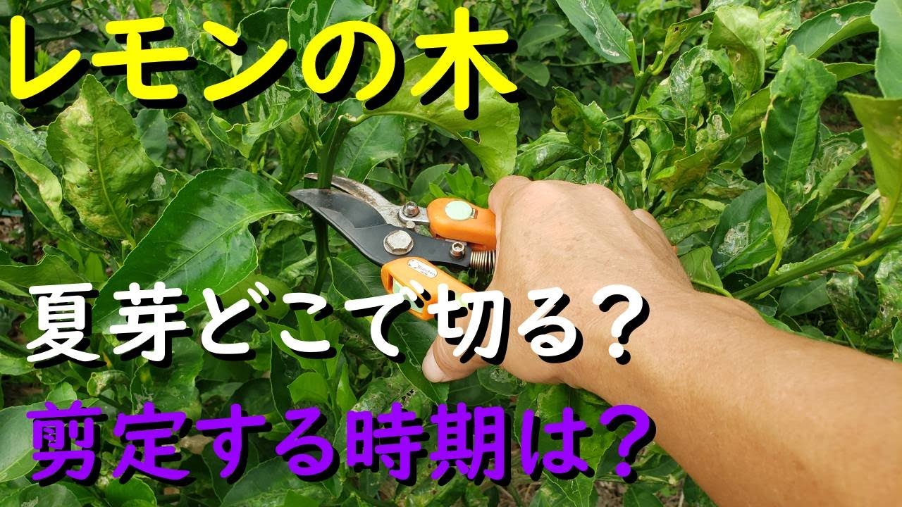 レモンの木 その夏芽どこで切る？剪定時期はいつ？ - YouTube