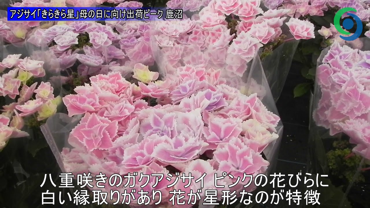 アジサイ「きらきら星」母の日に向け出荷ピーク 鹿沼 - YouTube