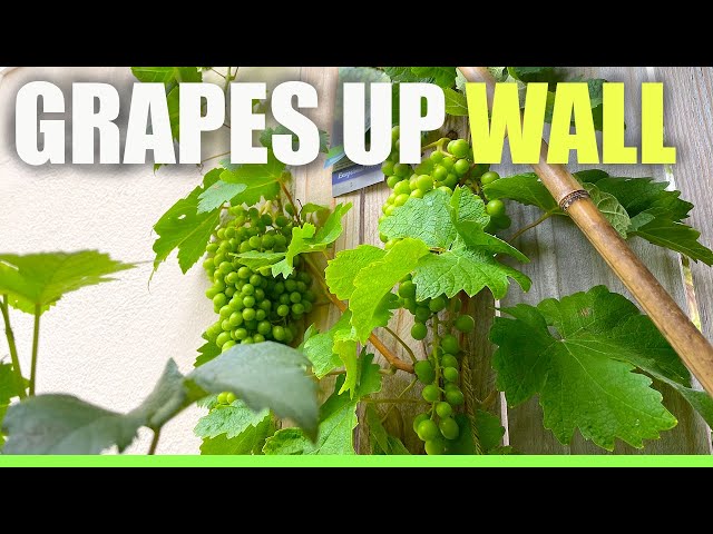 Grow Grapes up any WALL or FENCE (Part 1) & Get Huge harvest first