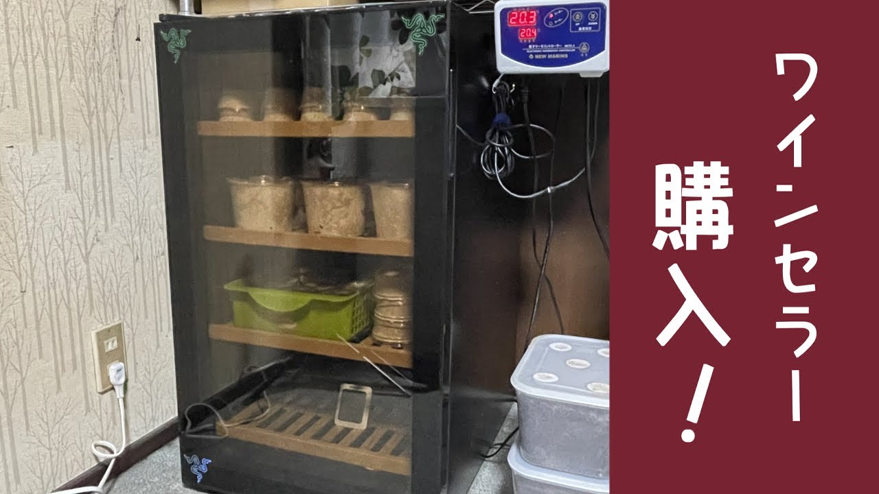 クワガタ飼育セット 三つ星貿易ワインセラー、音調装置一式、菌糸