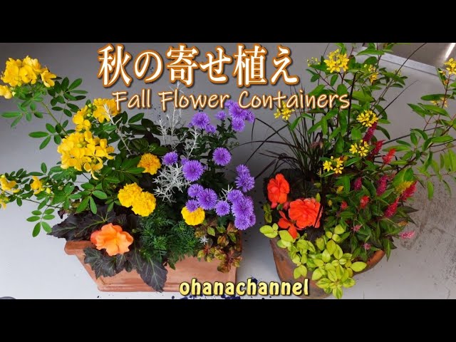 秋の寄せ植え🍁明るい秋色❕Let's Make Fall Flower Containers