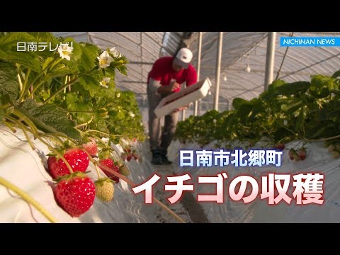 Strawberry harvest begins (Nichinan City, Miyazaki Prefecture