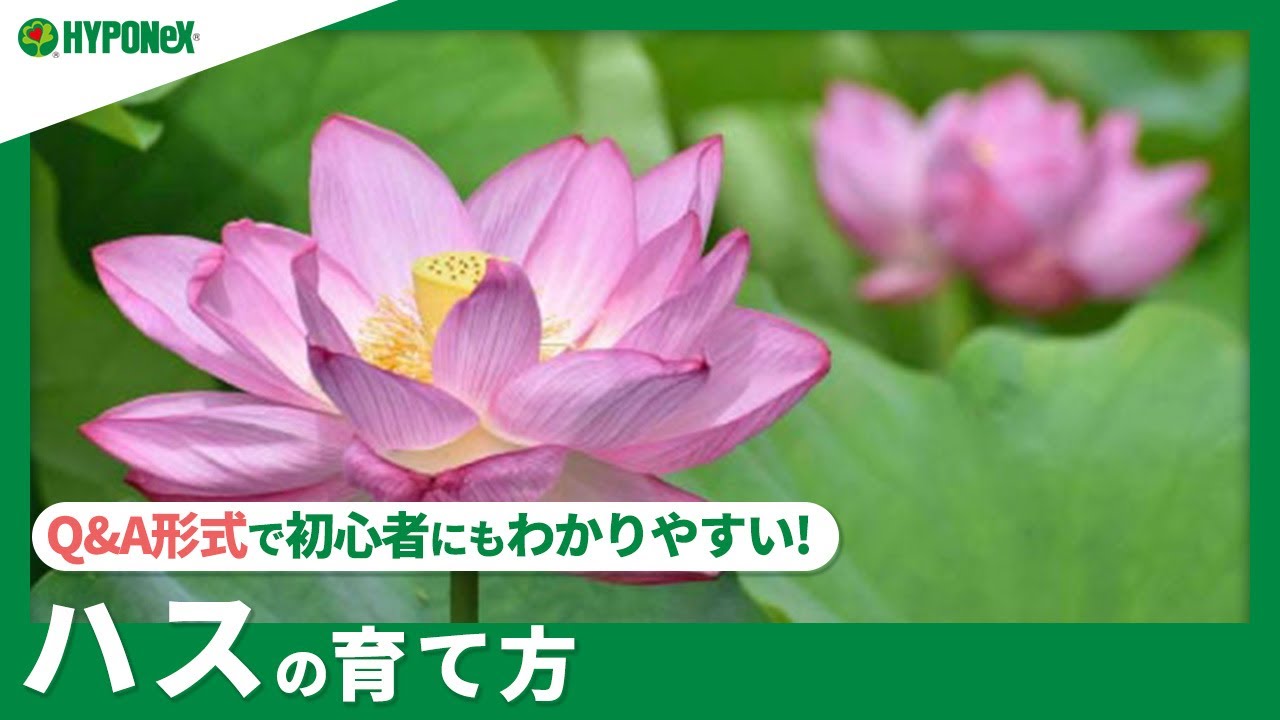 ☘192: [Q&A] How to grow lotus | Is it actually easy? What are the