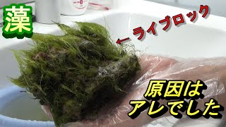 Find out why your live rock is covered in seaweed! - YouTube