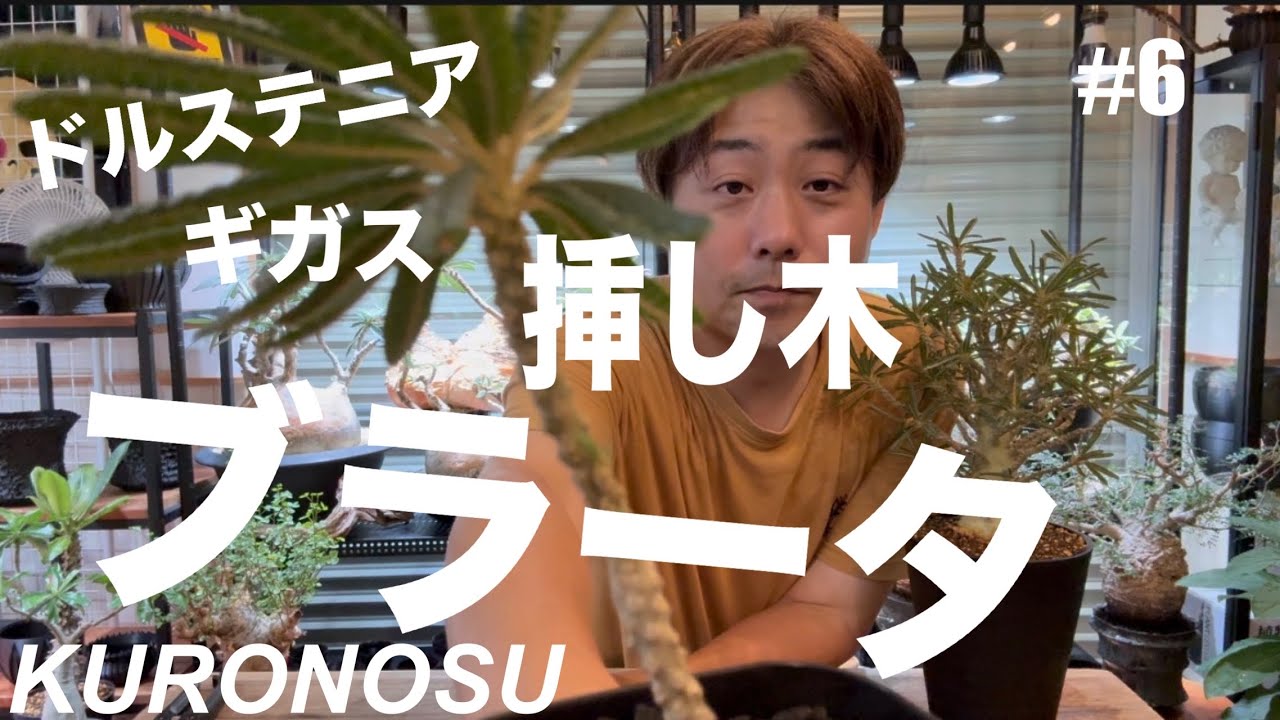塊根植物』ドルステニアギガスブラータを挿し木しました。 - YouTube