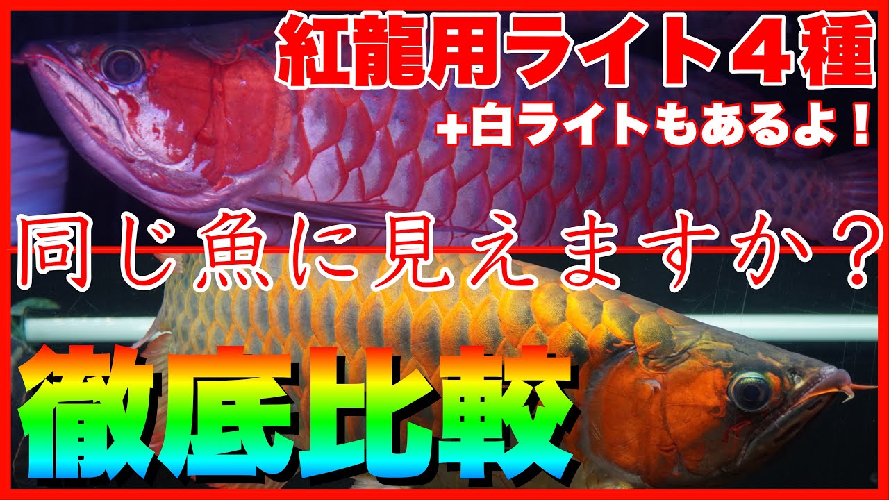 Which light will make your arowana glow red? A thorough comparison