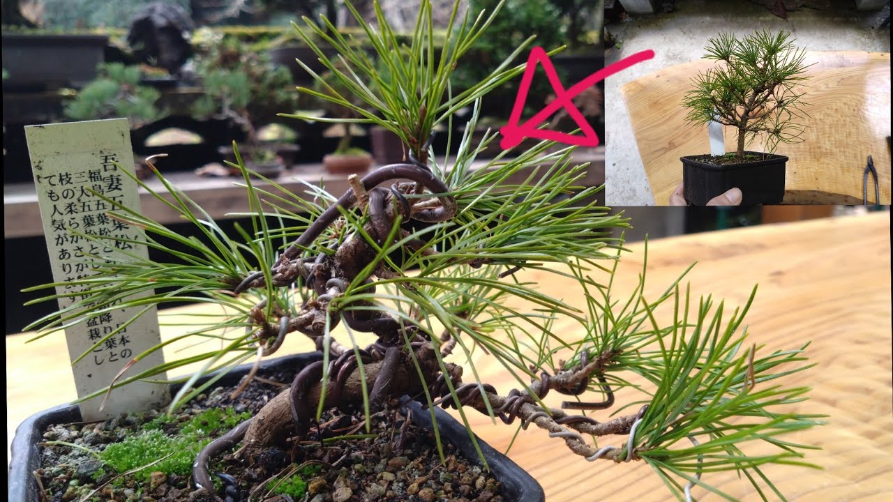 ホームセンターの園芸コーナーで購入した五葉松で遊ぶ② ♯698 - YouTube