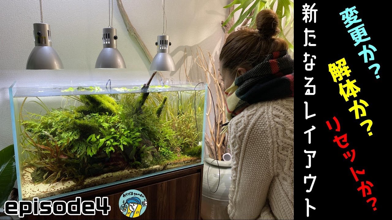 アクアリウム】新しいレイアウト（解体か？変更か？リセットか？1年半