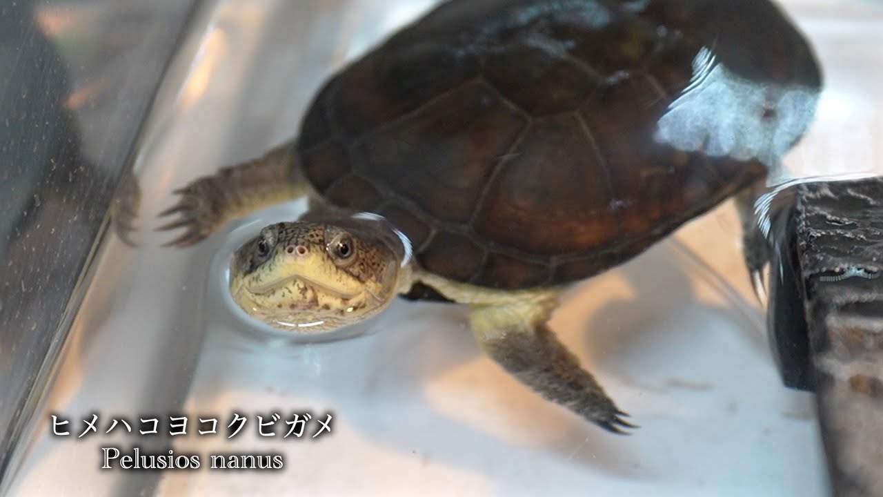 The name of the world's smallest turtle has been decided! [Dwarf