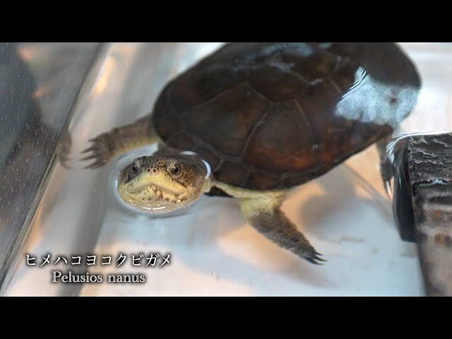 The name of the world's smallest turtle has been decided! [Dwarf