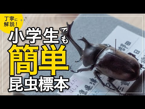 カブトムシ 昆虫標本の作り方【初心者向け・小学生でもできる】 - YouTube