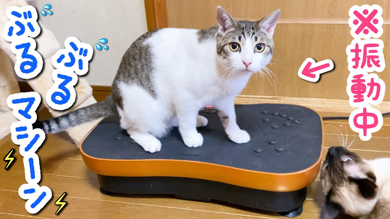 Cats enjoying exercise! - YouTube