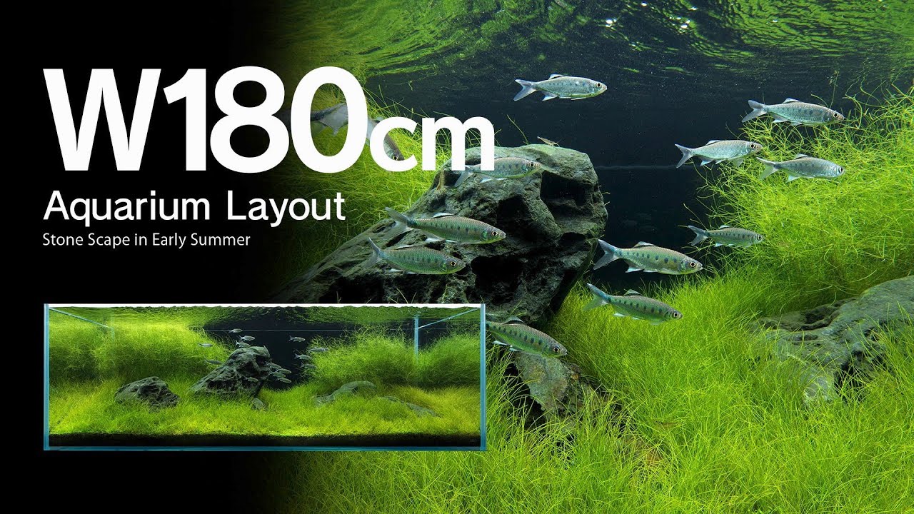 ADAview] Stone Scape in Early Summer 初夏の石景 -W180cm Aquarium