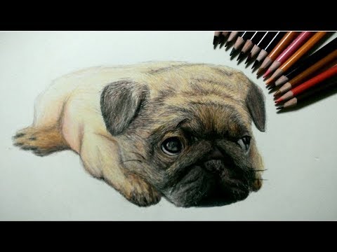 色鉛筆でパグ犬を描いてみた Realistic colored pencil drawing of a
