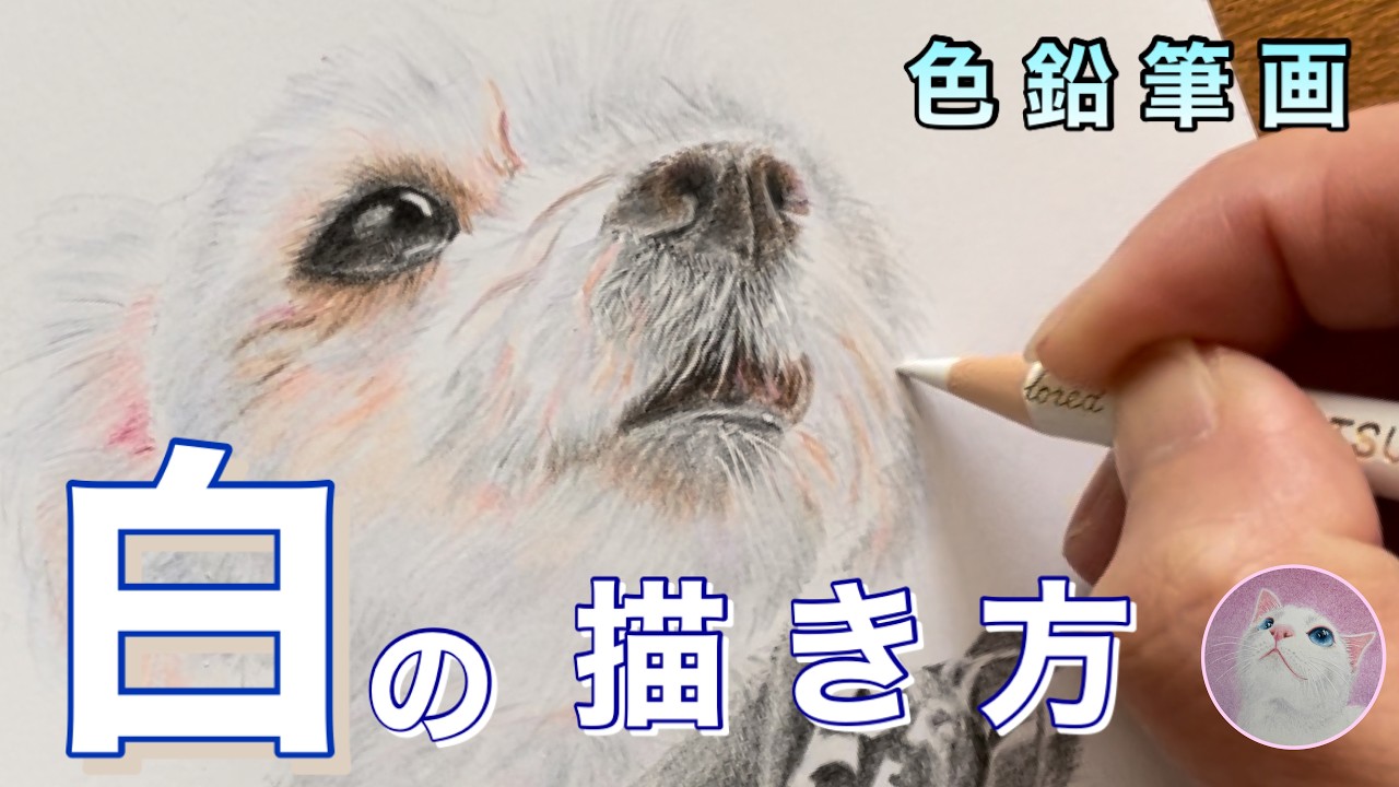 色鉛筆でパグ犬を描いてみた Realistic colored pencil drawing of a