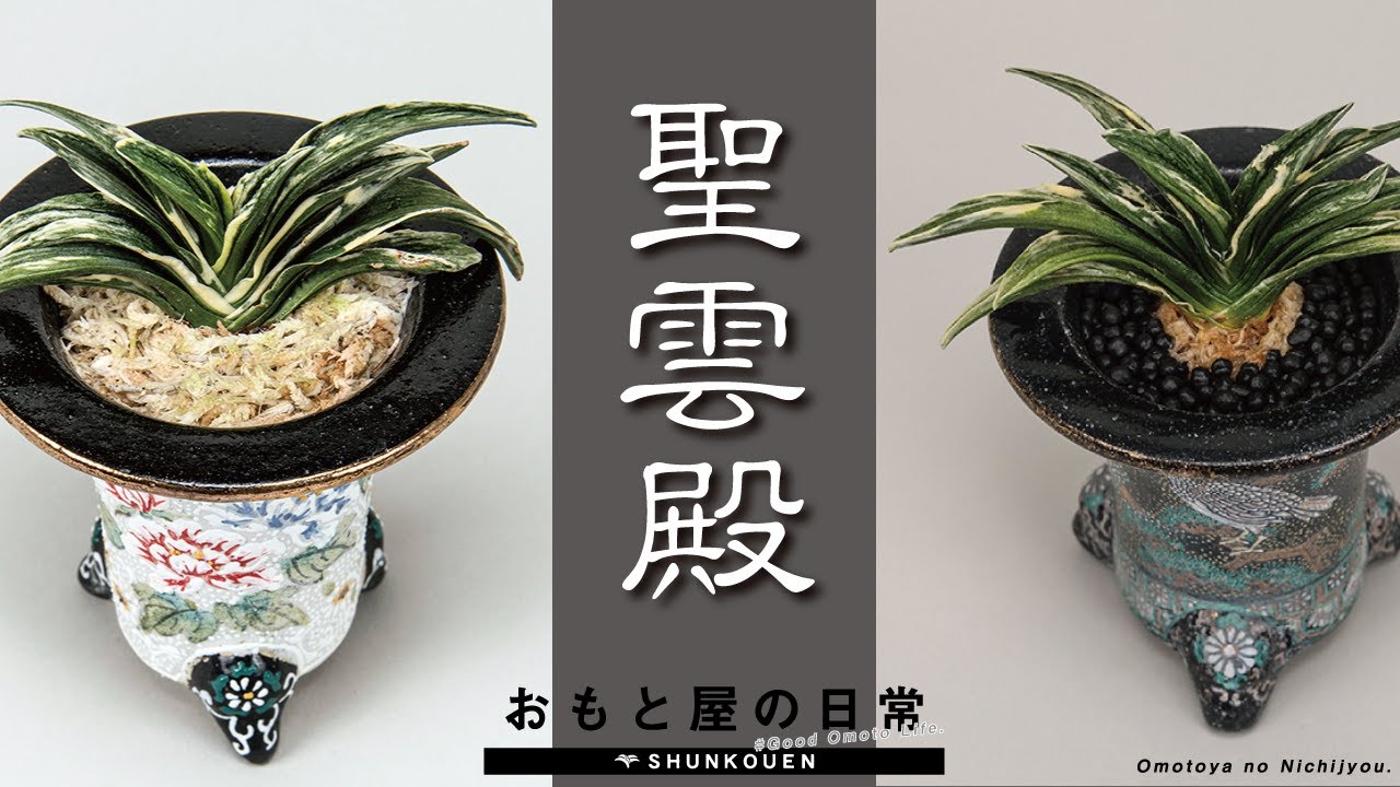 聖雲殿」の紹介！侘び寂びを感じられる万年青！？ - YouTube