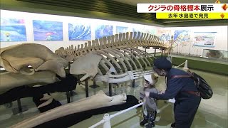 巨大クジラが帰ってきた！全長11メートル “骨格標本”を博物館に初