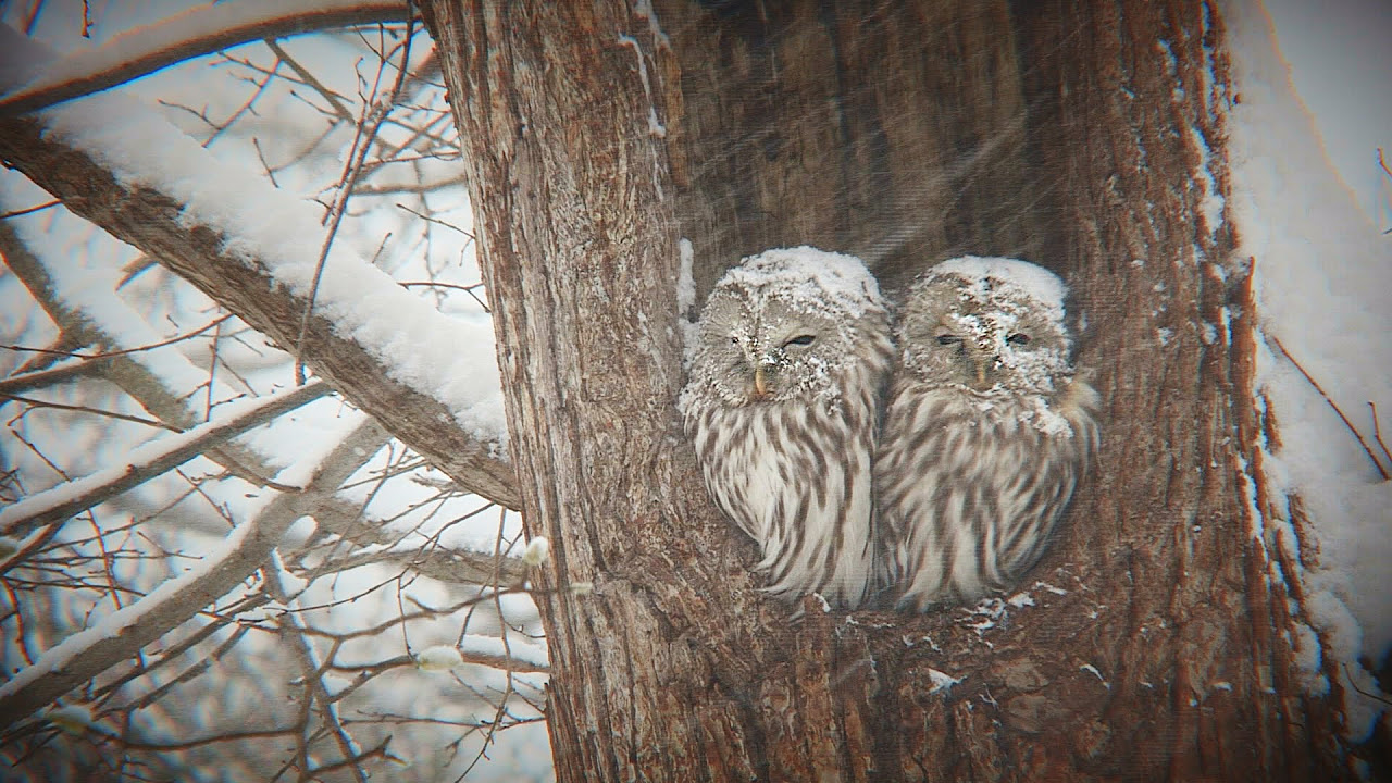 Lumi バード Owlet owl フクロウ LumiPets® Owen the Owl- Children's