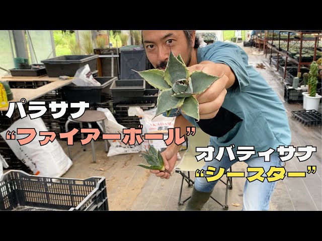 Introducing the variegated agave Parasana 