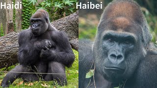 Shanghai Zoo 202511d2 Gorillas｜Zoos For Conservation