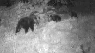 ヒグマ速報】札幌でまたクマ_カメラに親子グマ3頭_住宅のすぐ裏手に