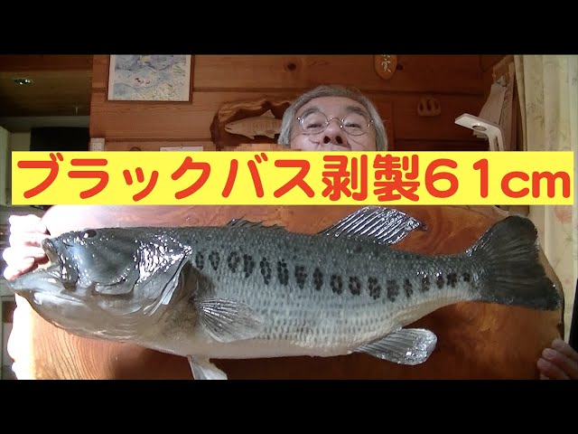 ブラックバスの剥製61cm完成！ - YouTube