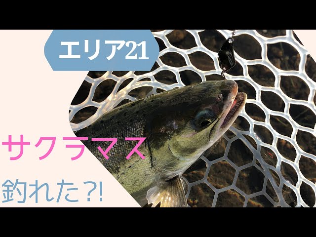 エリア21でサクラマスを釣りに行ってきた！！！【エリアトラウト初心者