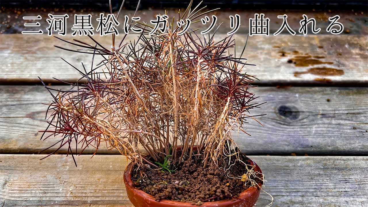 MikawaBlackpine】ミニ黒松を目指して実生2年目の苗を鉢上げして曲