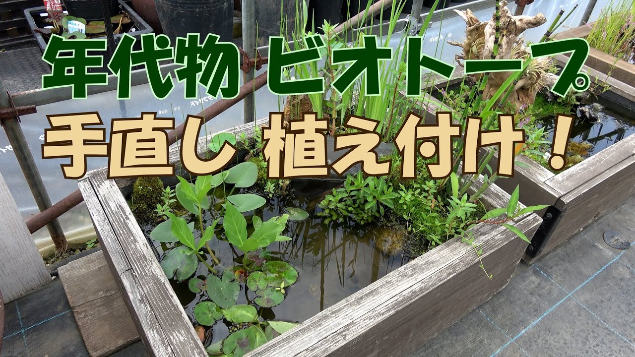 Vintage biotope refurbishment: planting! and what happened