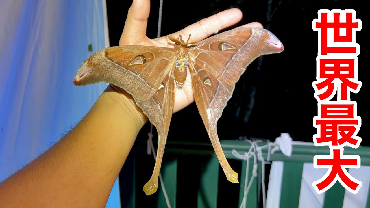 Meet the world's largest moth in Australia - YouTube