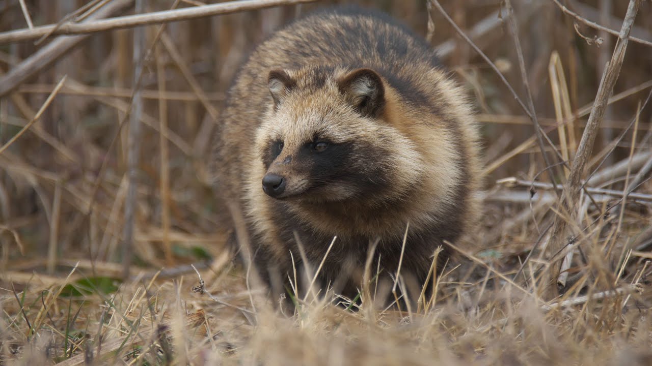 タヌキ(Raccoon dog)が近づいてきた。 - YouTube