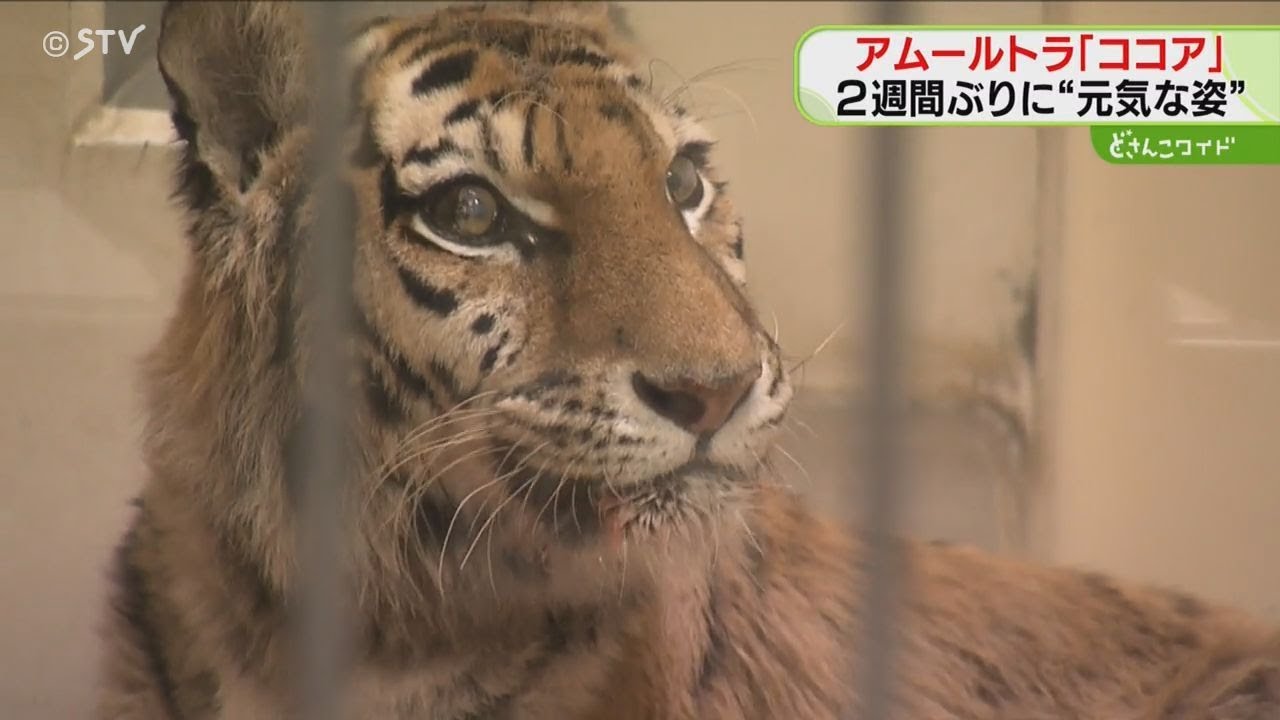 Cocoa, the Amur tiger with a leg disability, has recovered and is
