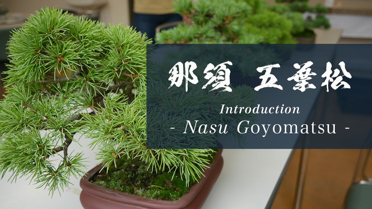 北関東盆栽組合【商品紹介】那須五葉松 - YouTube