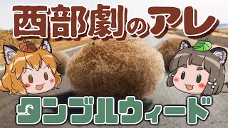 That thing] That grass you see rolling around in Western movies