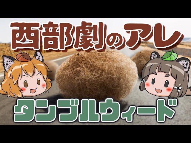 That thing] That grass you see rolling around in Western movies