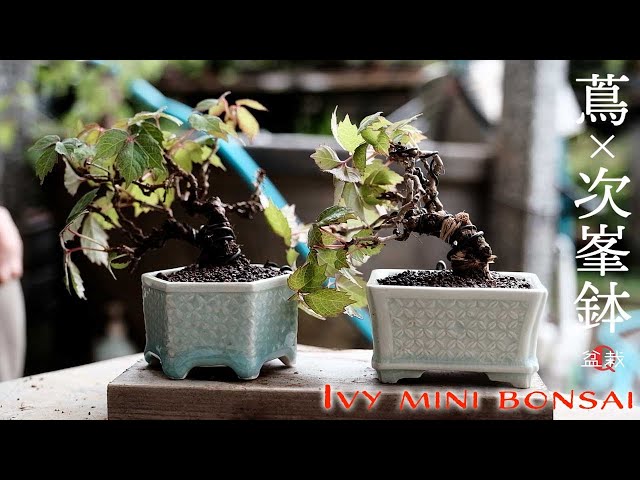 792.夢陶 額入八角豆鉢 盆栽鉢 植木鉢 3.4*3.2*我2.8cm 792.夢陶 額入