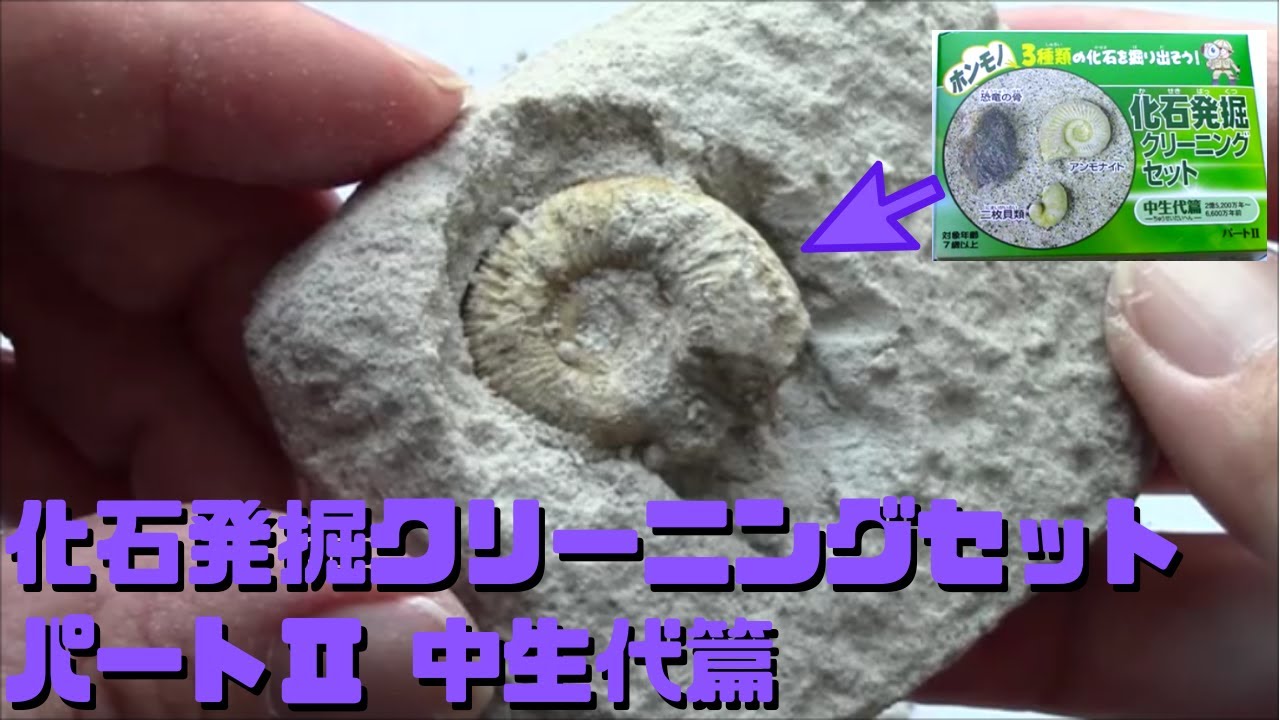 古生物玩具】化石発掘クリーニングセット パートⅡ 中生代篇(東京