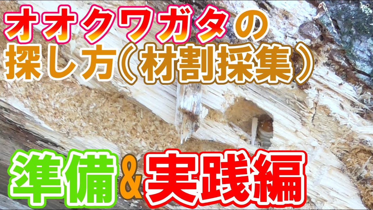 How to find your first giant stag beetle [Collecting wood splits