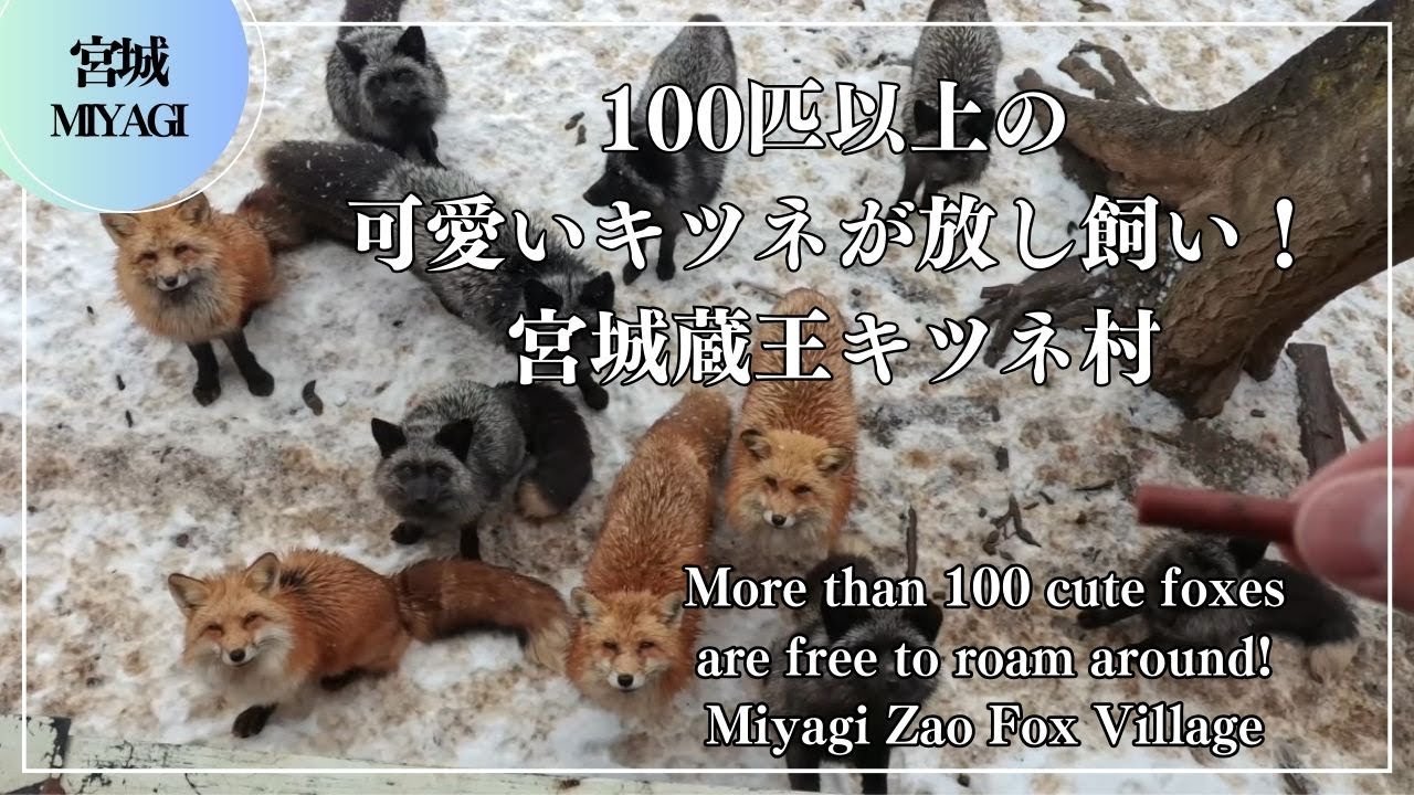 100匹以上の可愛いキツネが放し飼い！宮城蔵王キツネ村 More than 100