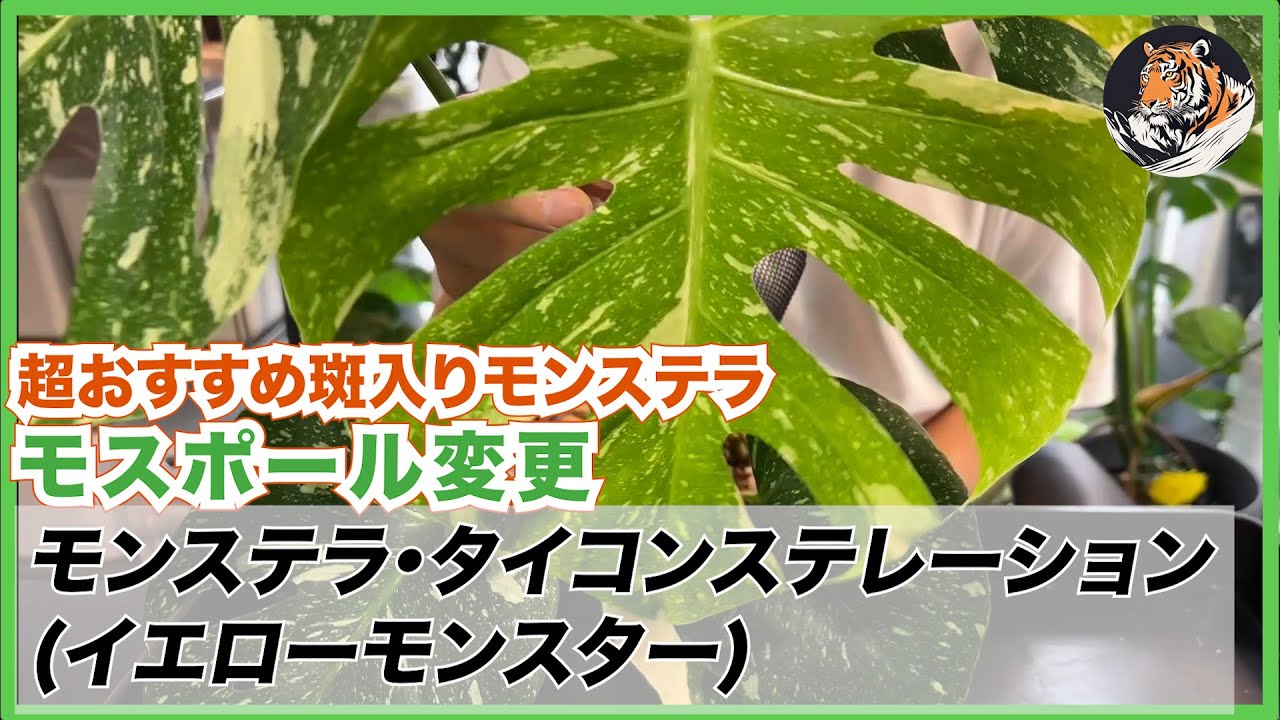 Monstera] Highly recommended variegated Monstera, Thai