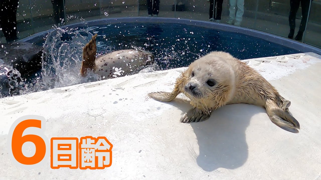 Seal Growth Record] Adult Seals Fighting Surprisingly!! 6-day-old
