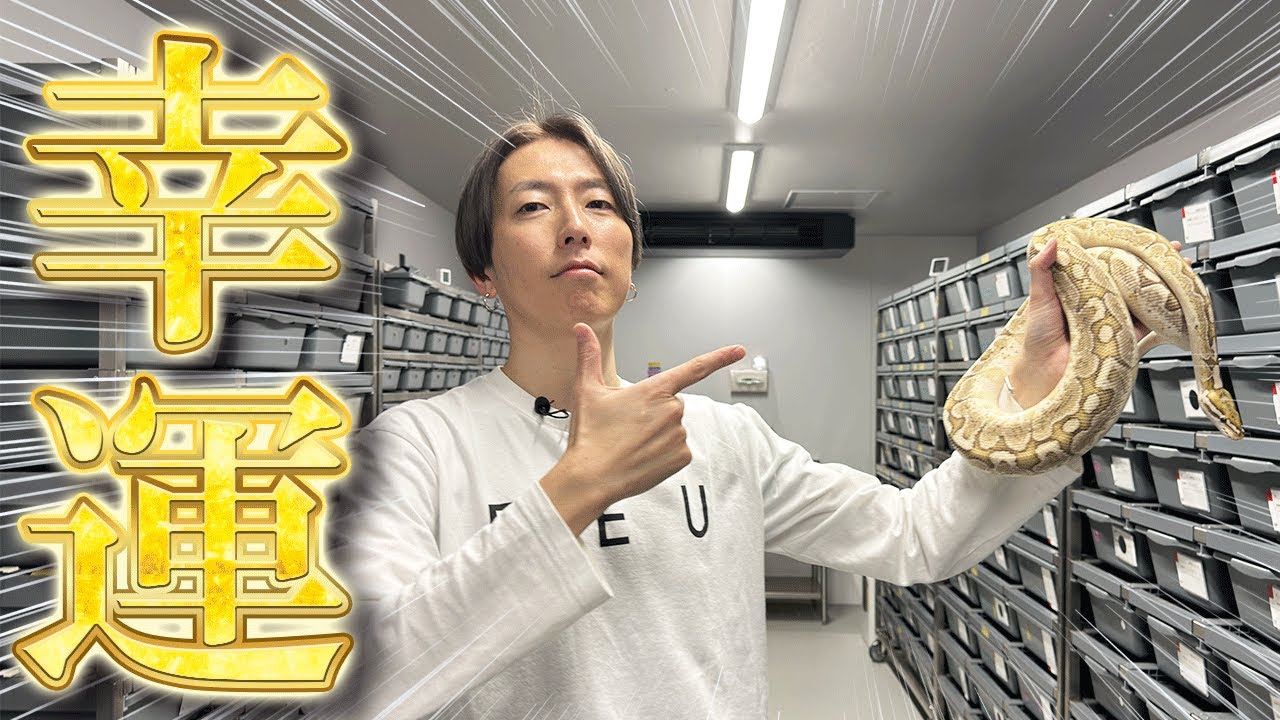 白蛇伝】極上極美株 子株付き！ 親株サイズ 白蛇伝】子株付き！ 白蛇伝