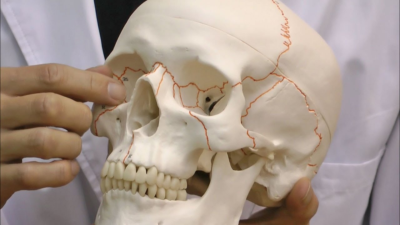 縫合線が見やすく，部位の名称も確認できる頭蓋骨模型│A21 - YouTube