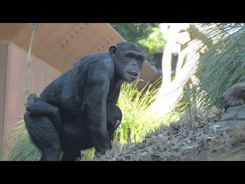Haru-chan's family has been interacting less recently. Yokohama