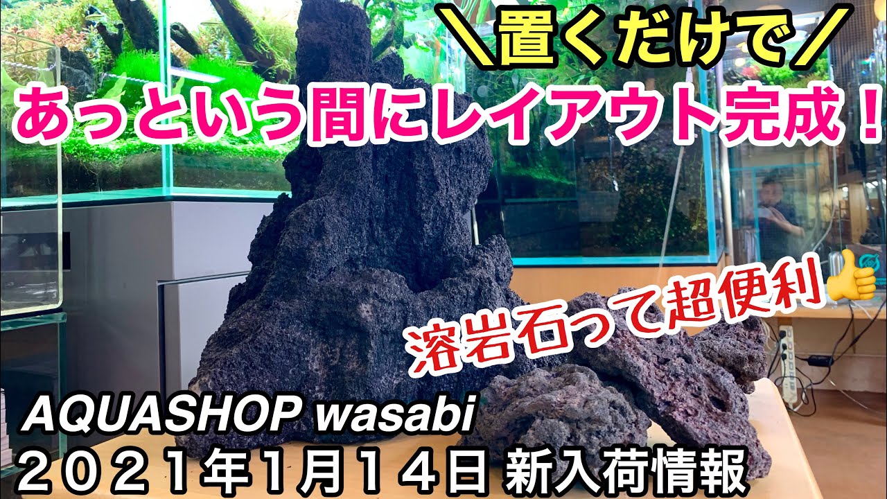 水草レイアウト用 溶岩石M＆ADA雲山石XLサイズ極上個体入荷！AQUASHOP