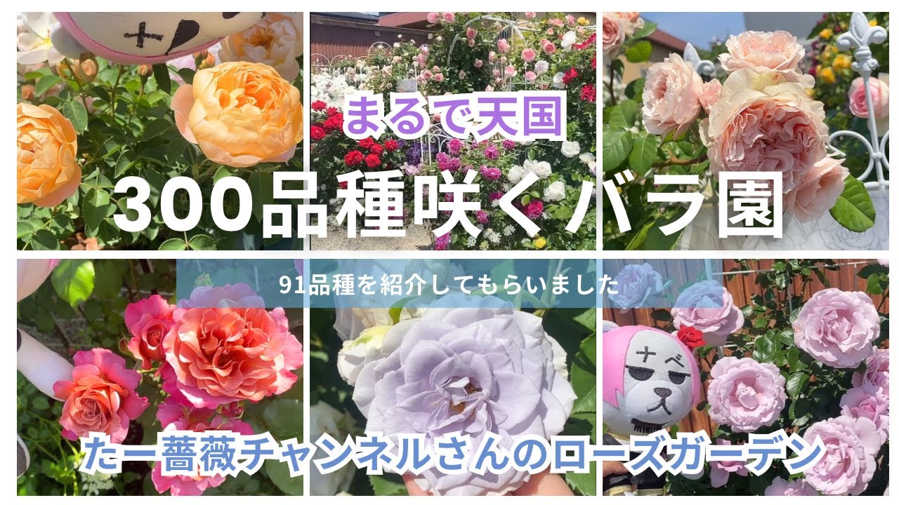 春バラ爆咲き】300品種咲くたー薔薇チャンネルさんのローズガーデン