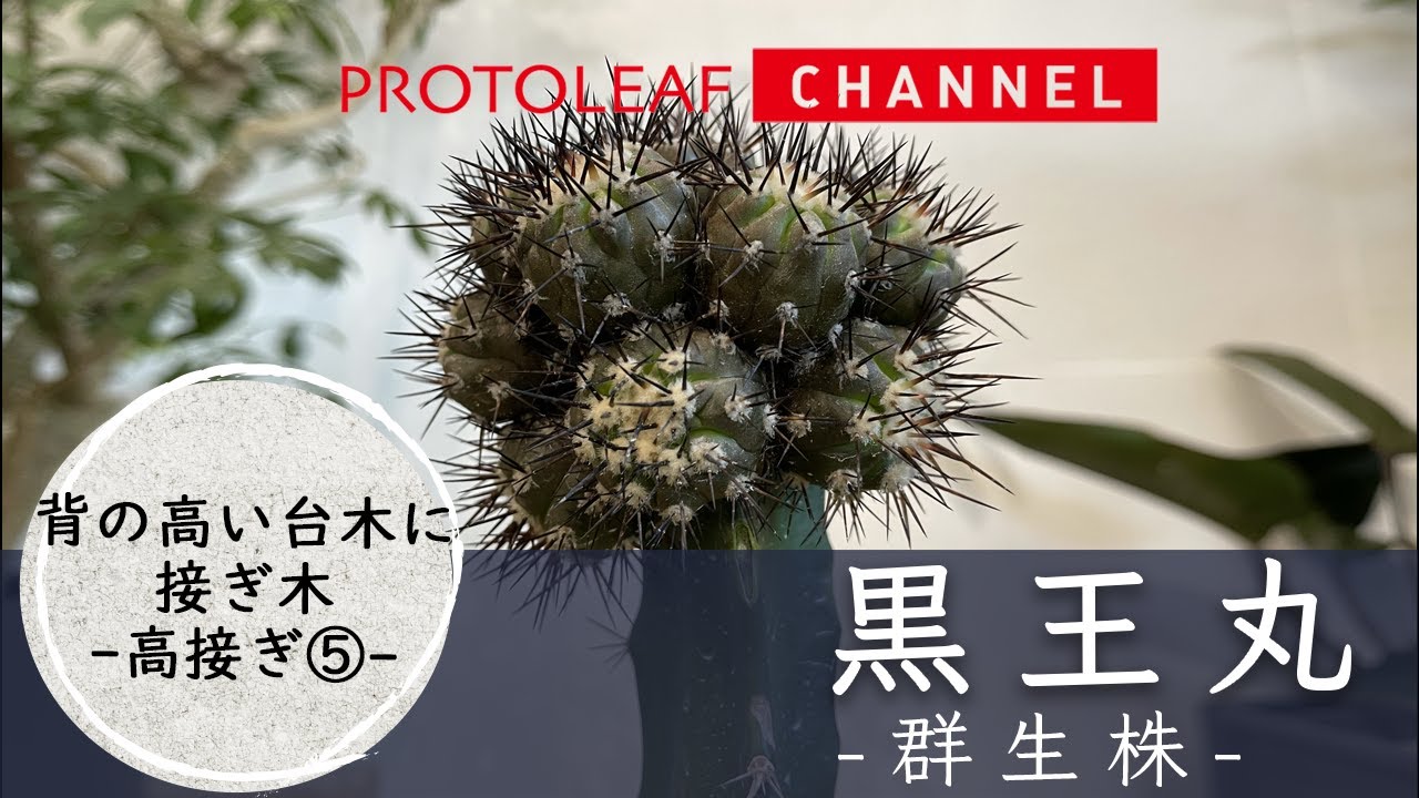 接ぎ木サボテン】黒王丸を 背の高い台木へ接ぎ木 ー高接ぎ⑤ー