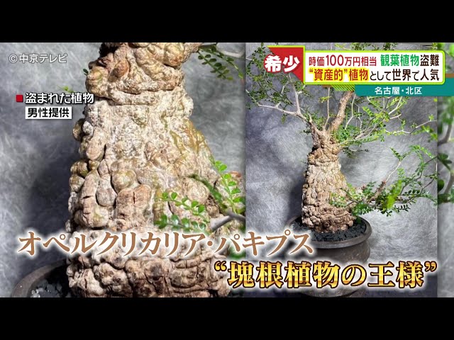 時価100万円相当の観葉植物