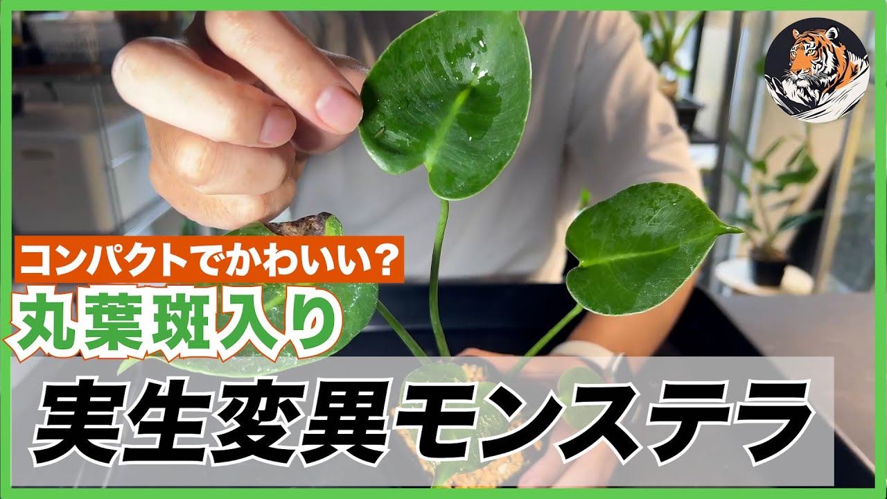 モンステラ】実生の変異株、斑入りお椀型肉厚丸葉デリシオーサの開封