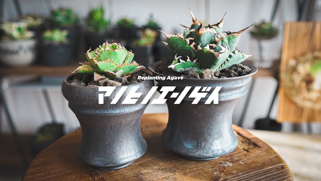 お気に入りのアガベを作家さんの